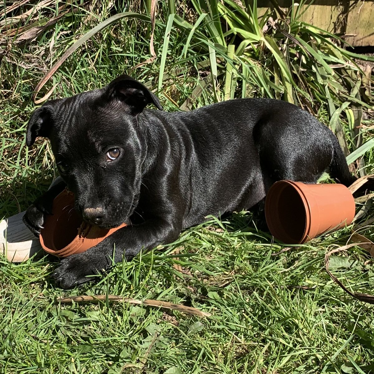 Baby Frank & his teddy, Edward 🧸🏴󠁧󠁢󠁷󠁬󠁳󠁿 tweet media