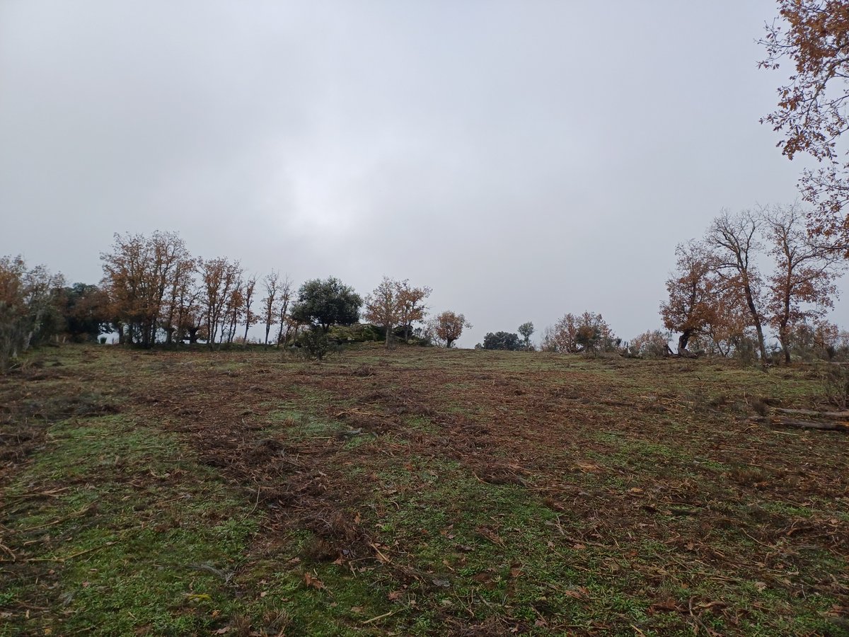 IDForestal tweet media