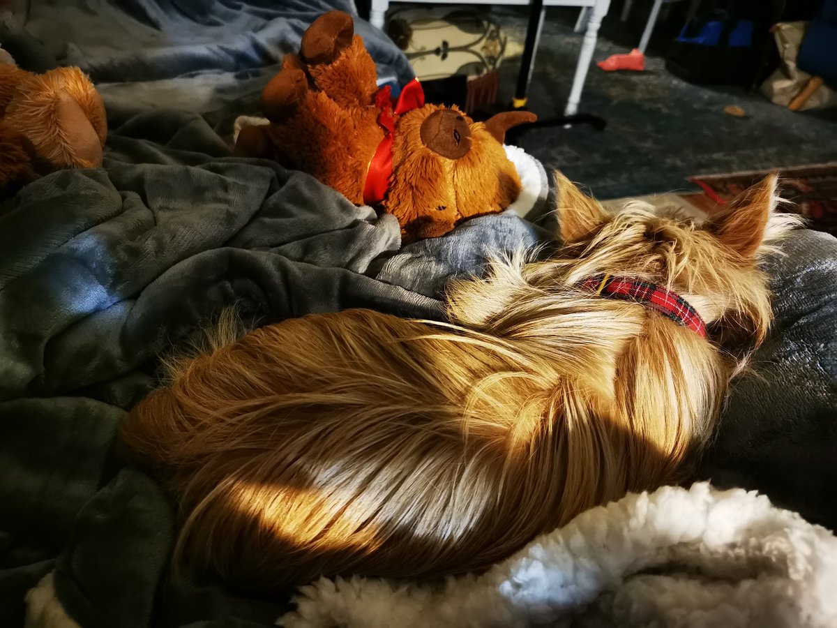 <a href="/Patmclaughlin18/">Pádraig MacLochlainn not a TD. 🇮🇪 🇺🇦🇵🇸</a> Good morning me auwl flower it was pretty sharp during our first walk at half 6, Dáire seems a bit worn out by it already. Did D make it to d minibus ok? Will you do d big shop? It's supposed to last through tomorrow. Mind how ya go m'dear, wear yer mac 😘😘😘