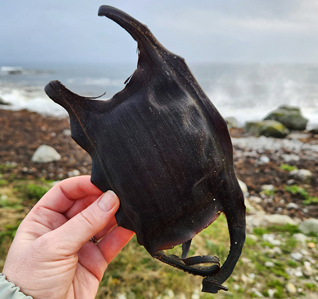 Mark Mc Carthy tweet media