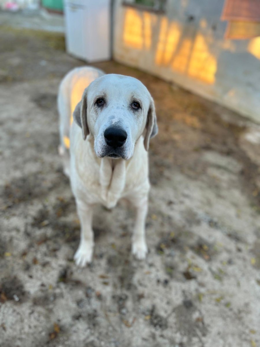 ¡BUSCO HOGAR! 🏠 Soy Clari y soy todo corazón.
Soy una mastina muy buena, tranquila y busco una familia que no me tenga miedo por ser grande, sino que me quiera por lo dulce que soy. Prometo proteger tus sueños y acompañarte siempre.