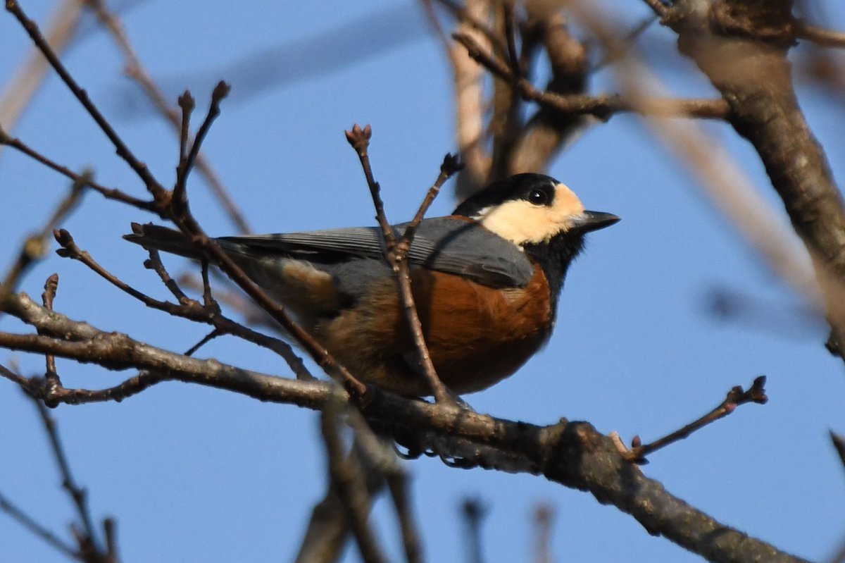 camerabegin's tweet photo. 山と言えば...ヤマガラさん‼︎
#ヤマガラ #野鳥 #野鳥観察 #birds #varied #tit https://t.co/r81mcPWJ07