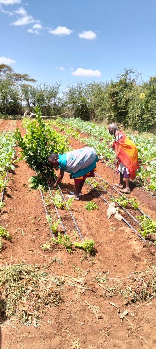 Kenya Water For Health Organization(KWAHO) tweet media