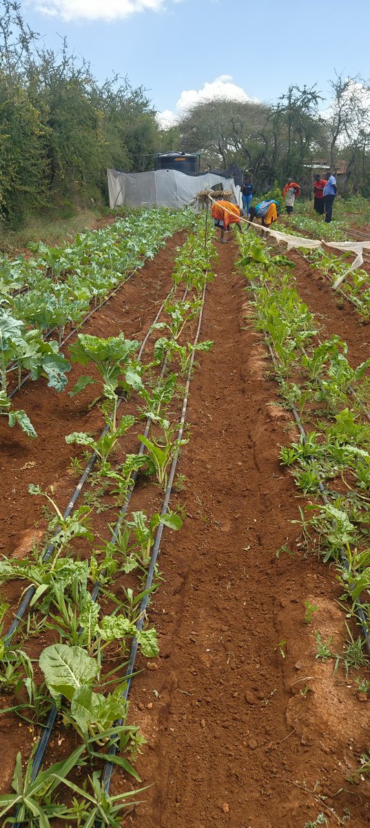 Kenya Water For Health Organization(KWAHO) tweet media