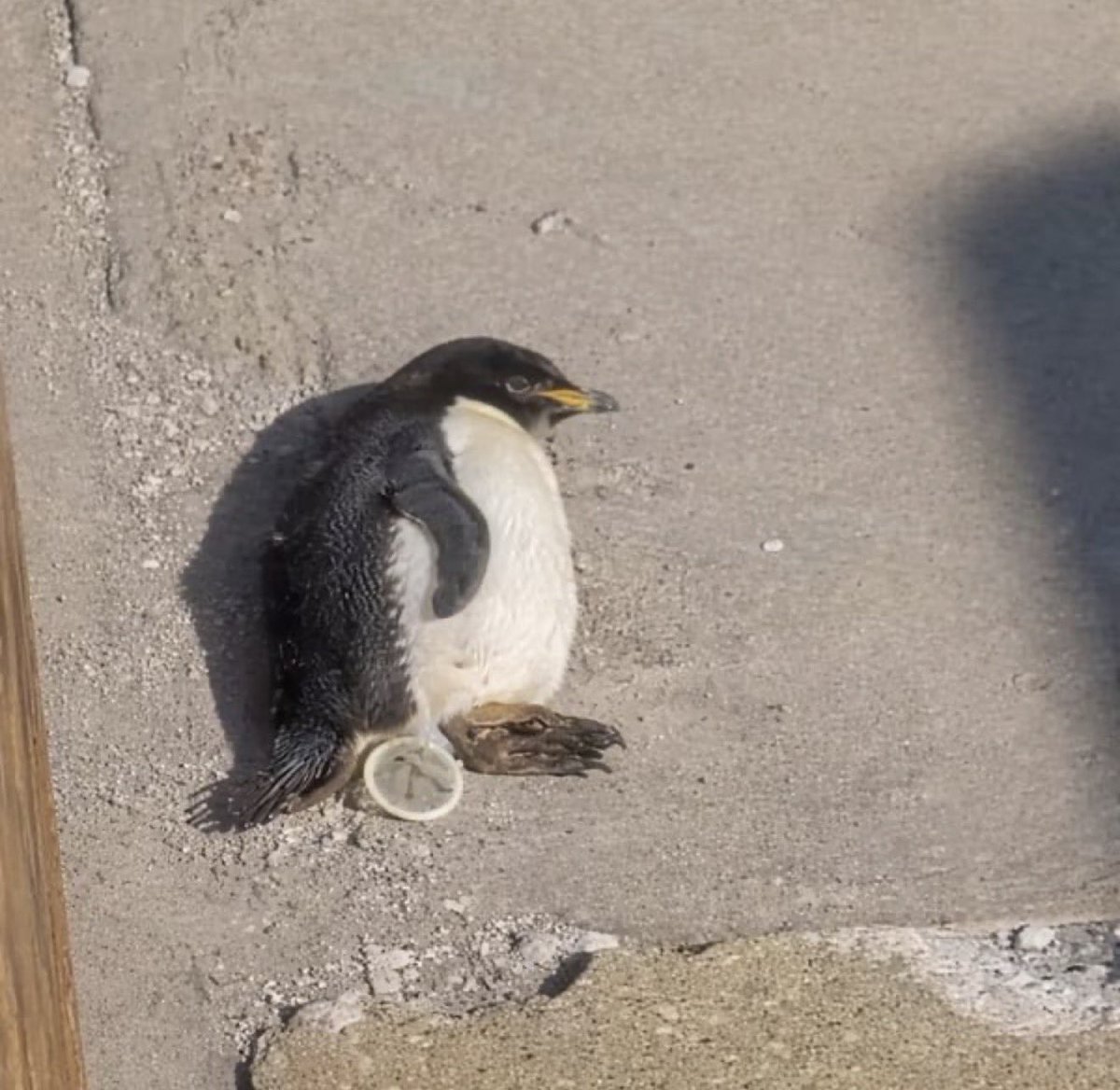 BREAKING NEWS 🚨 

PENGUIN found dead far from the mountains