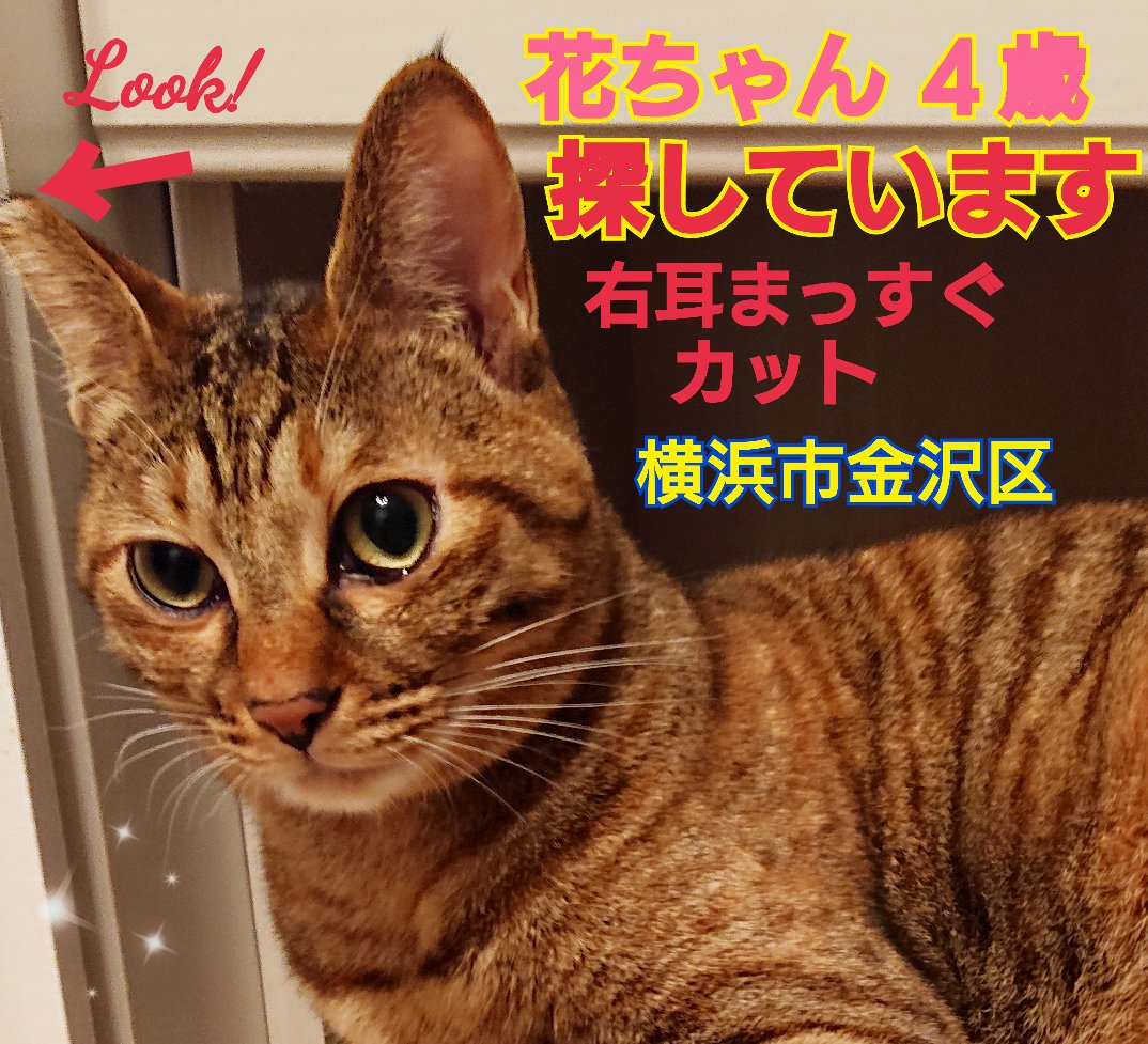 猫を探しています。花ちゃん４歳。麦わら猫または茶系のキジトラ。明るい茶色の毛並みです。2024年4月11日横浜市金沢区富岡東の自宅から私の不注意で外に出てしまい迷子のままです。些細な情報でもありましたら教えて下さい。
#猫を探しています 
#拡散希望 
#リポストお願いします 
#横浜市金沢区