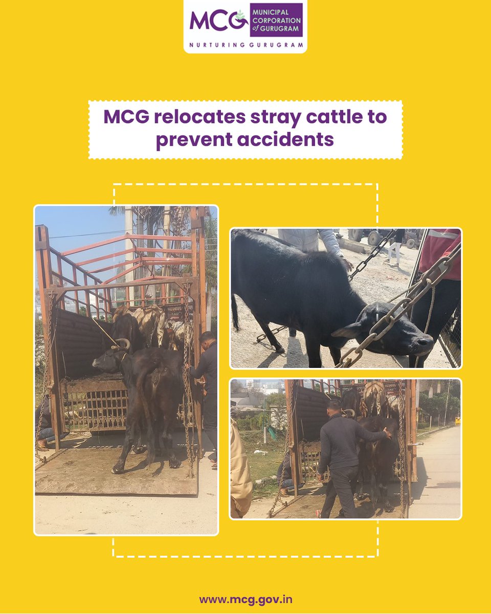 MunCorpGurugram's tweet photo. MCG’s continuous efforts to keep roads accident-free while ensuring the safety and care of stray cattle.
#MCG #Gurgaon #Gurugram #MissionStrayCattleFreeGurugram #SafeRoads #TrafficSafety #StrayCattleRelocation #AnimalWelfare #HumaneRelocation #AnimalCare #UrbanSanitation #CommunitySafety #ResponsibleCitizens #PublicSafety #CleanCity #CattleCare #RelocationDrive #RoadSafety #SustainableCities
@MoHUA_India @YTKDIndia @SwachhBharatGov @SwachhBharat @MoHUA_India @MoJSDDWS @cmohry @NayabSainiBJP @Rao_InderjitS @VipulGoelBJP @csharyana @DiprHaryana @PradeepIAS_HR @OfficialGMDA @CPCB_OFFICIAL @CAQM_Official