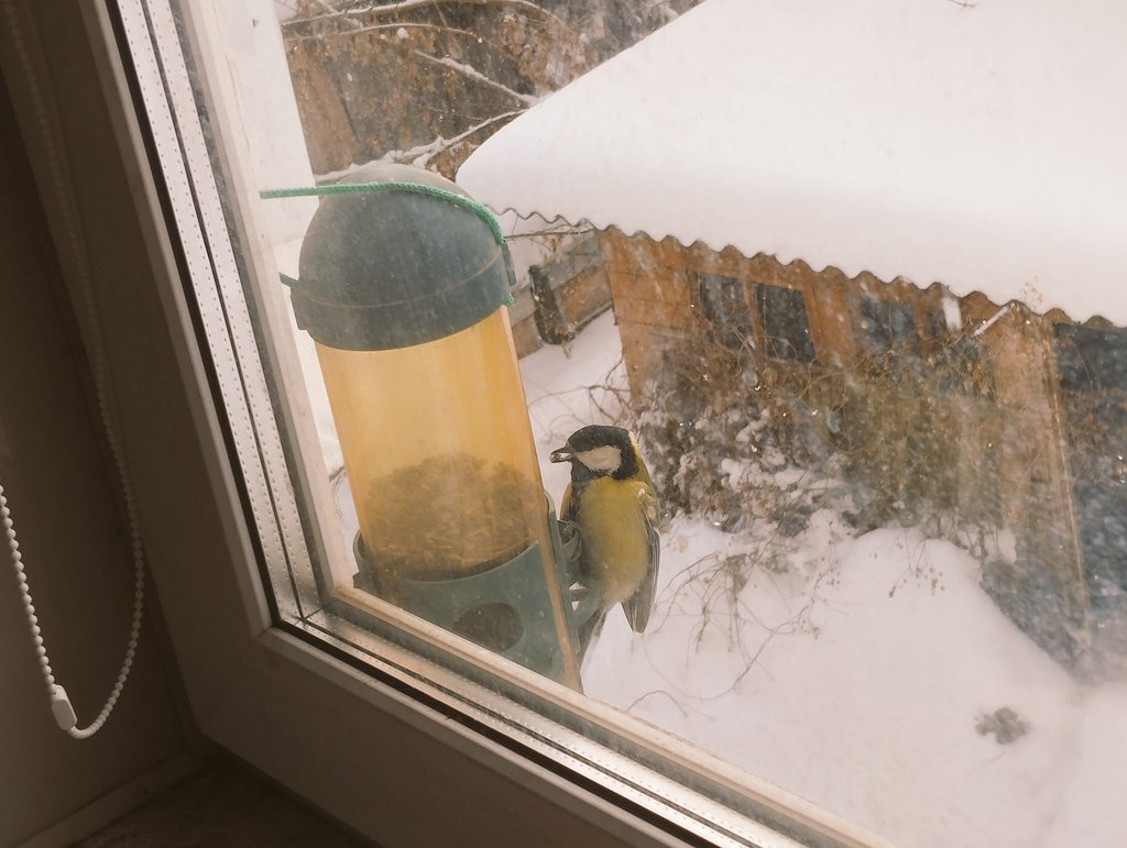 Обновление!
Я нашла дома ооочень старую кормушку, которую отдал кто-то из знакомых. И закрепила ее на окне, просто зажав верёвочку рамой. Могу убирать на ночь, воробьи не разбойничают, синицы питаются, я довольна ☺️