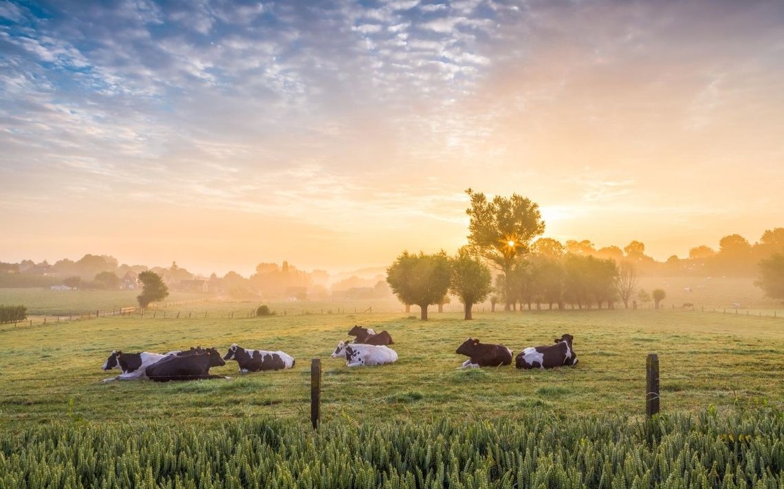 LKL Services tweet media