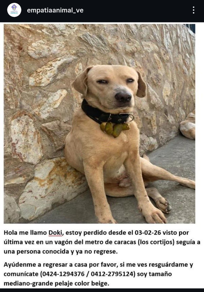 Se busca a Doki, puede estar en cualquier estación del Metro de Caracas. Si lo ves dale resguardo y comunícate con los números publicados