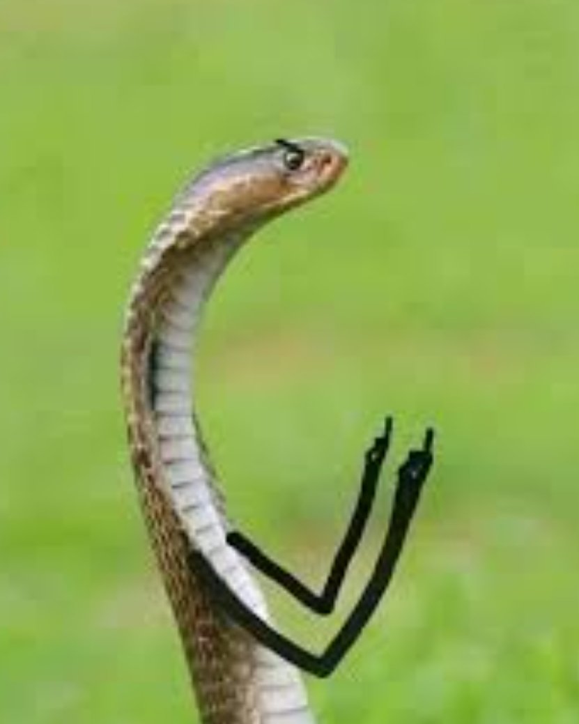 هذي الي تقول
سبب مشاكلي طيبتي الزايده