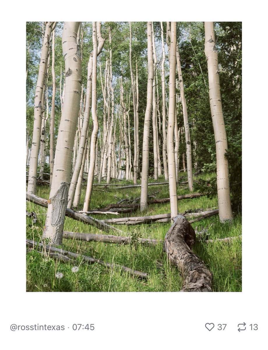 notbylght tweet media