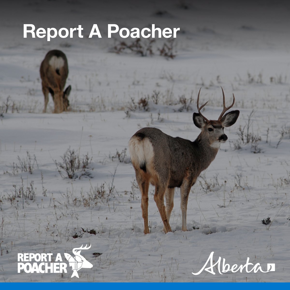 Alberta Fish and Wildlife Enforcement tweet media