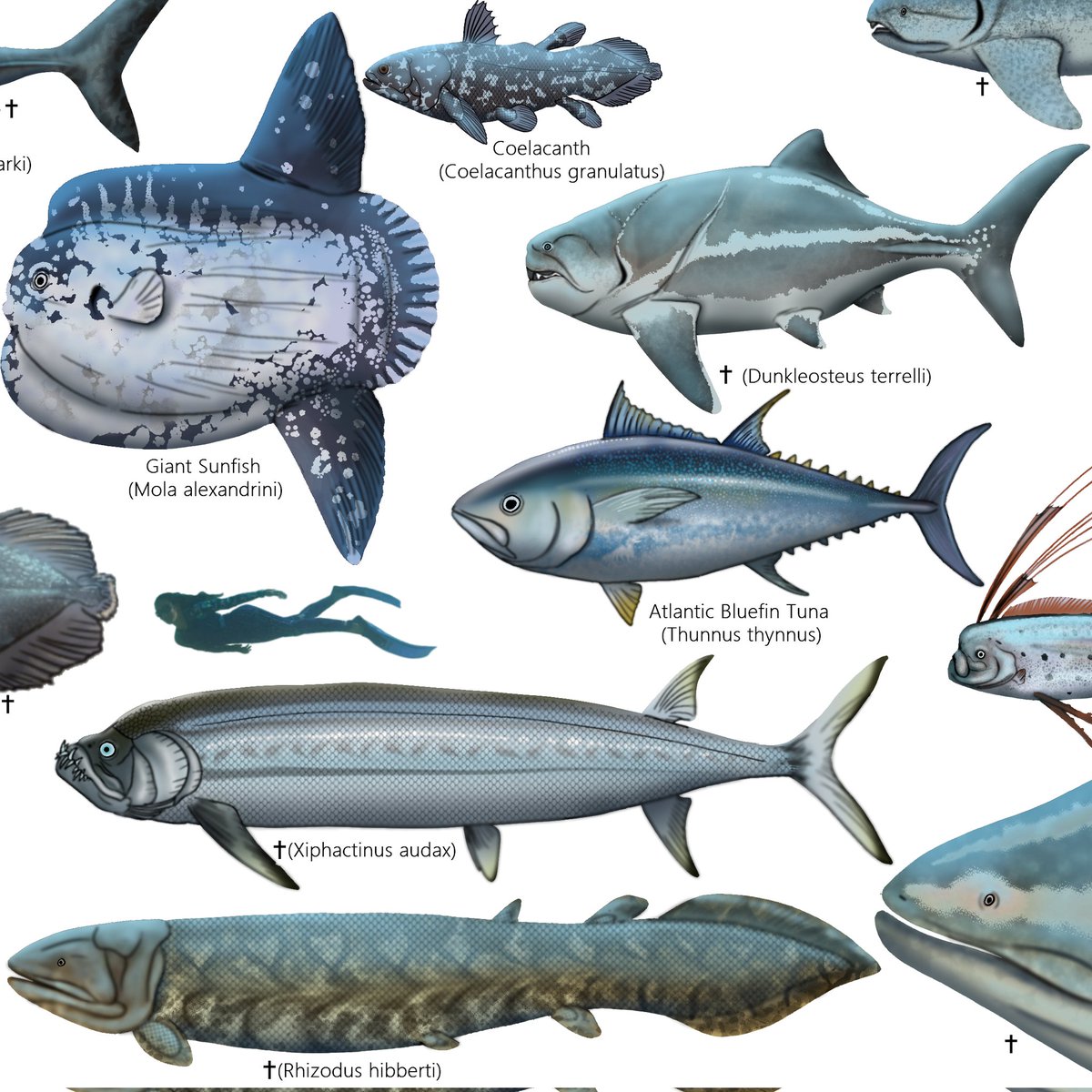 Cindy_Joli's tweet photo. ~Living vs Extinct Fishes~

A snapshot out of over 70 species I am working on for my poster project of the World's Largest Described Fully Aquatic Megafauna.

#fish #illustration #paleoart #artist #prehistoric #DigitalArtist #marine #aquatic #sizedifferences https://t.co/GZvgjac1WA