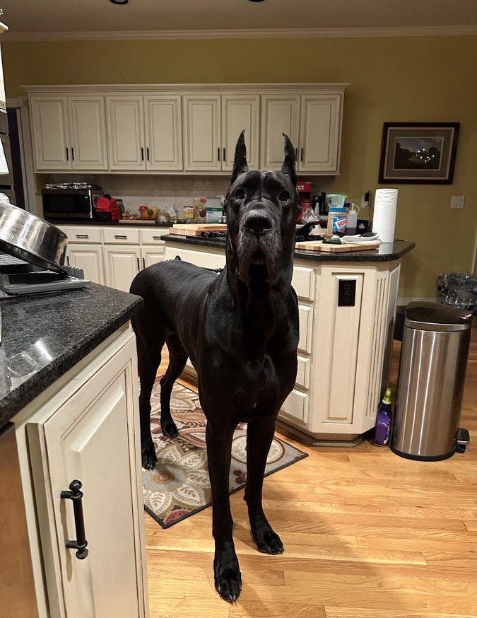 ReddCinema's tweet image. He’s gotten so big 😭😭😭