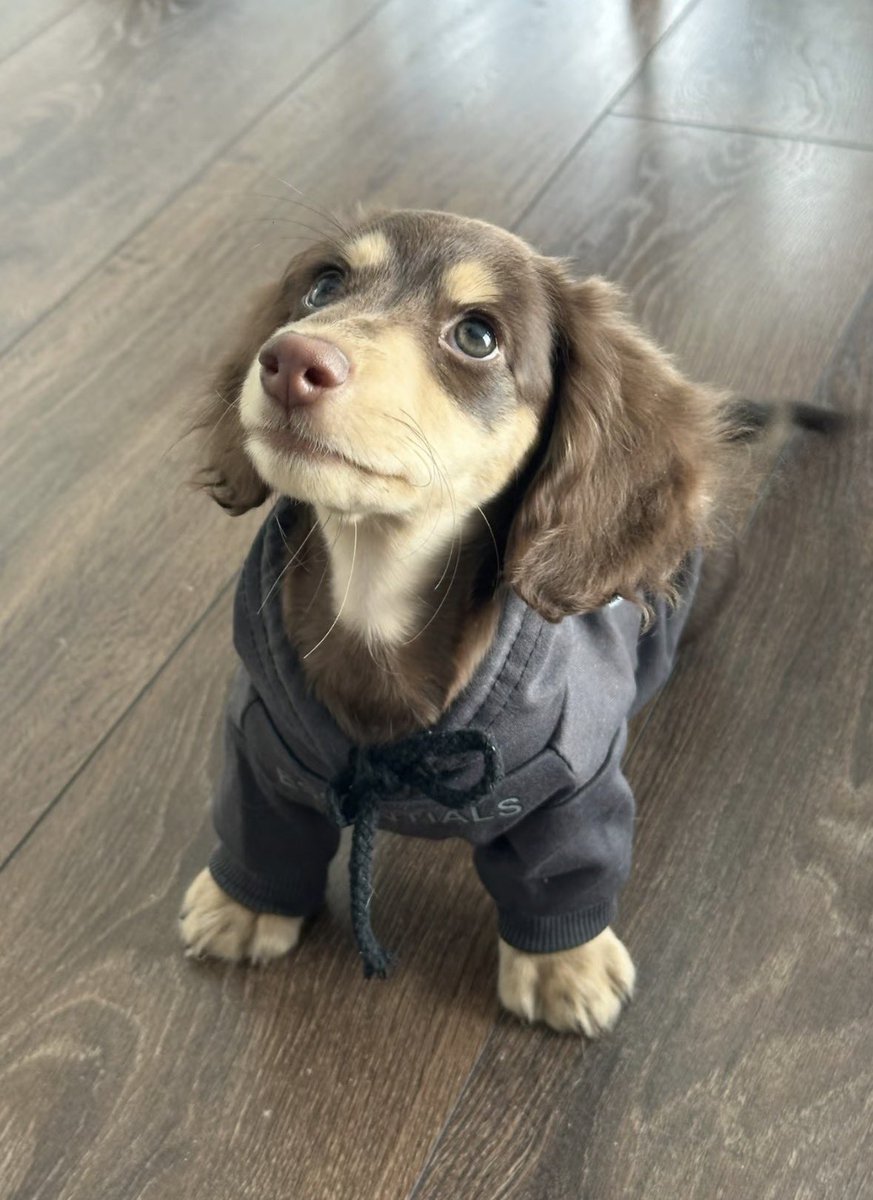 💖 (@twaniimals) on Twitter photo 