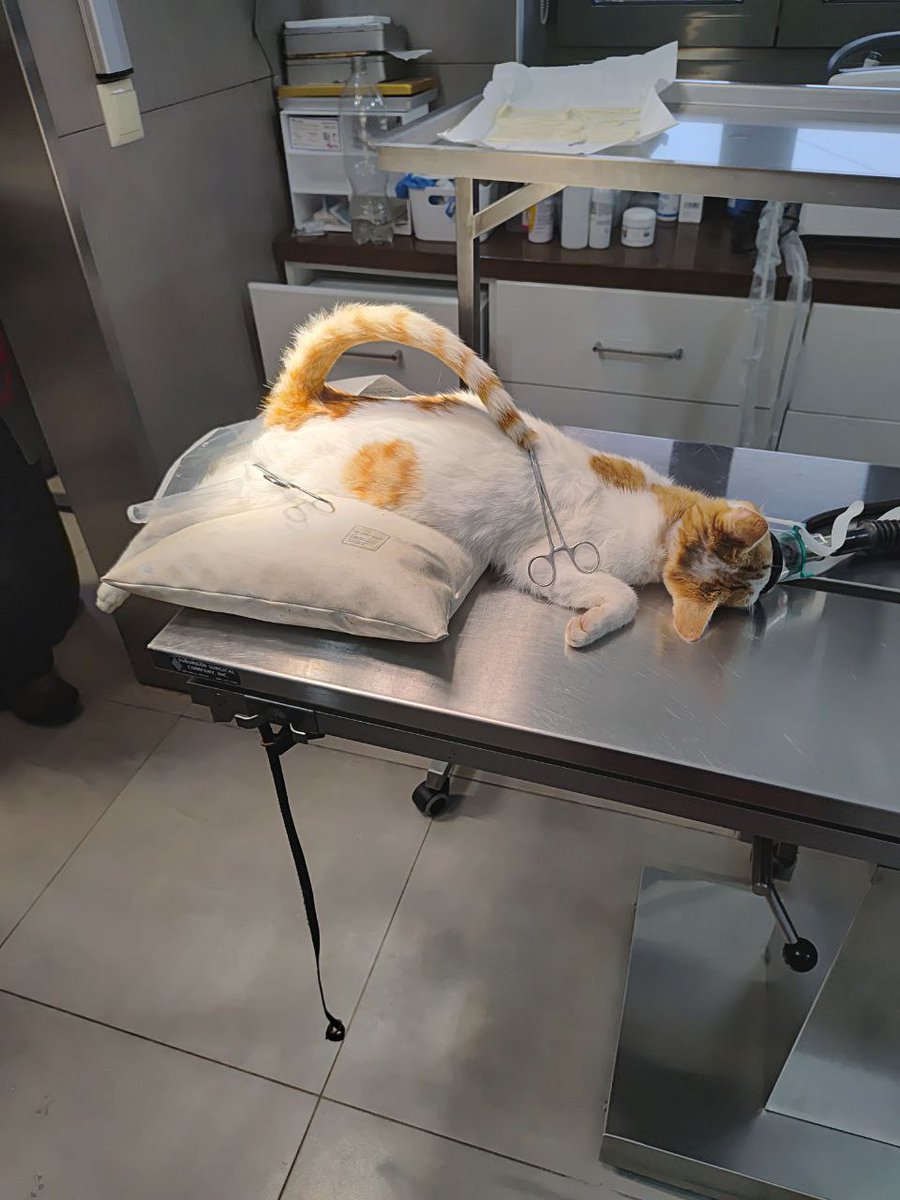 Zaubermaus57's tweet image. Micha schickt das gerade. Dem armen Kater wurde der schwanz unten an der schwanzwurzel so tief eingeschnitten,dass er komplett amputiert werden muss. Ich bitte dringend um Hilfe bei den op Kosten. Wer helfen möchte Paypal Account zaubermaus57@gmail.com RT wäre nett vielen Dank 😺