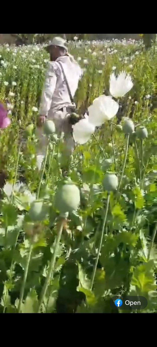 Around 2,550 acres of poppy fields have been detected and destroyed in the hills of Manipur in just the last three months (since November 2024). The critical question is: has this deterred poppy cultivation? So far, the answer appears to be no.

This raises a more fundamental