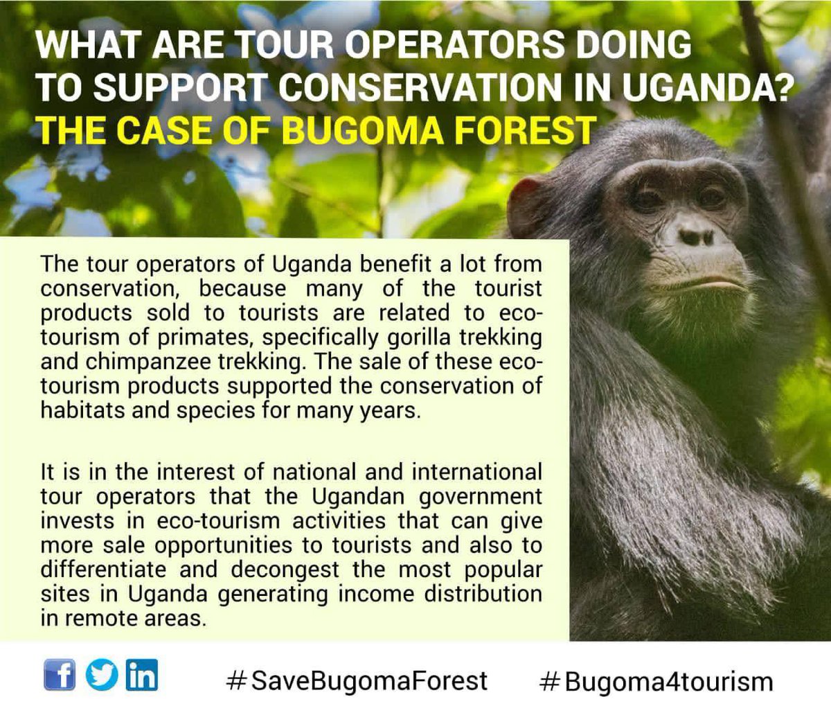 Association for Conservation of Bugoma Forest tweet media