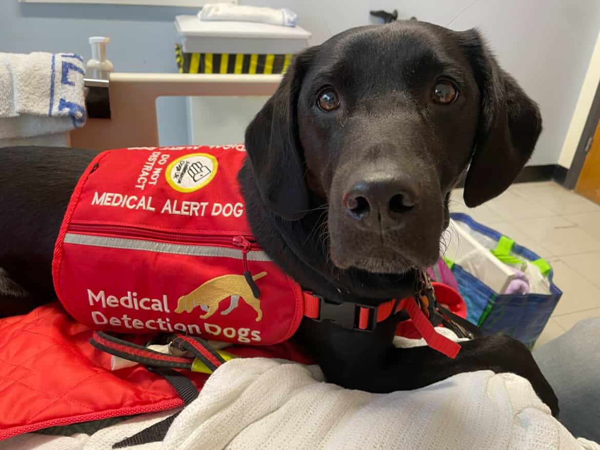 Medical Detection Dogs tweet media