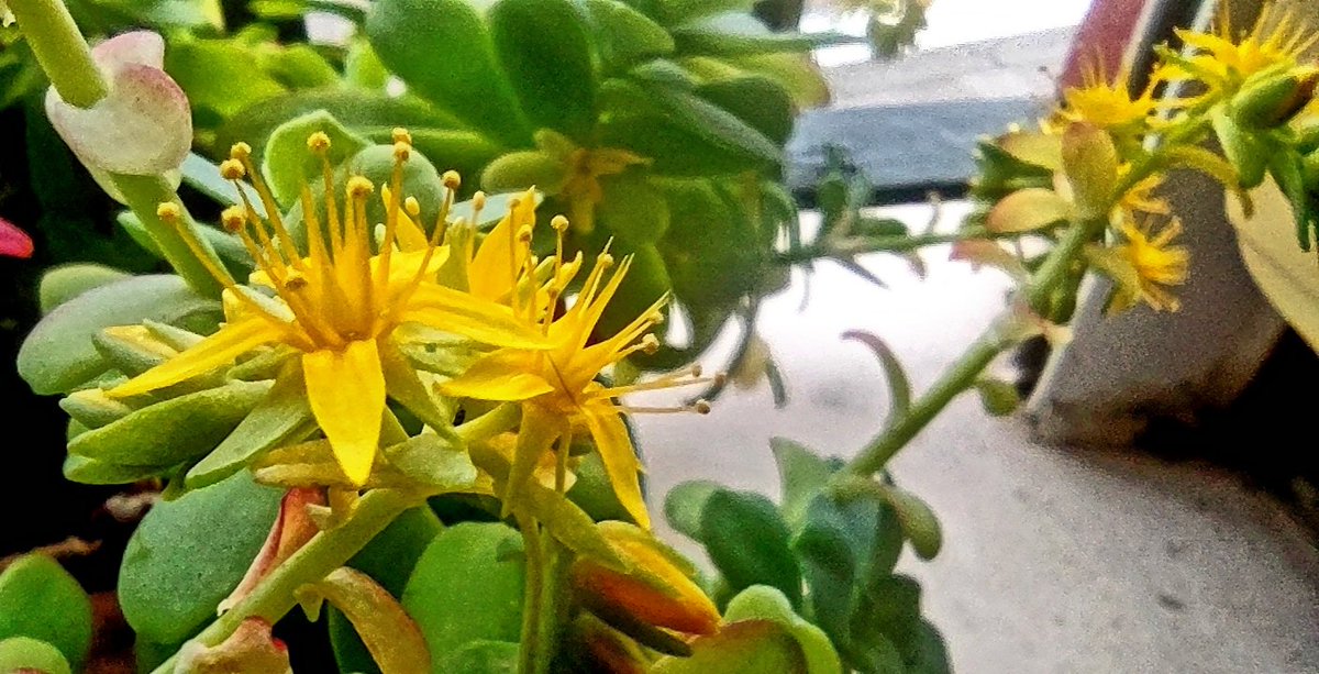 En medio de estos temporales de invierno, la planta de mi ventana florece, anunciándonos, gozosamente, la próxima llegada de la primavera.