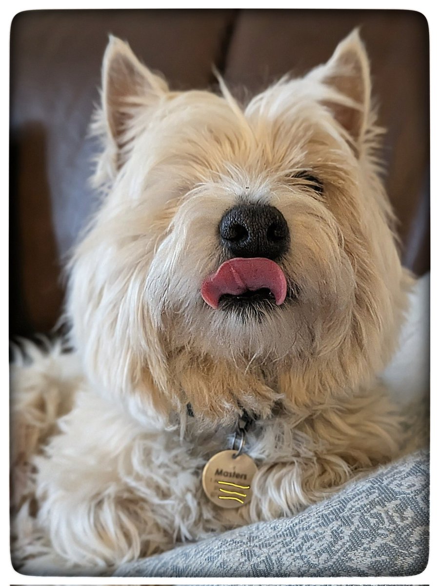 snoopysue71's tweet image. Waiting for the rain to stop
One day, any day.......lol soon!
Will know more next week re his eye 
Hoping the pressure has come down even more, so no pain nor an operation 
He certainly seems happy 💜
Hope you all are too 🤗 
#Gentleness 🩵
#Ready4Freddie 💚🐶
#KeepGoing x⛅