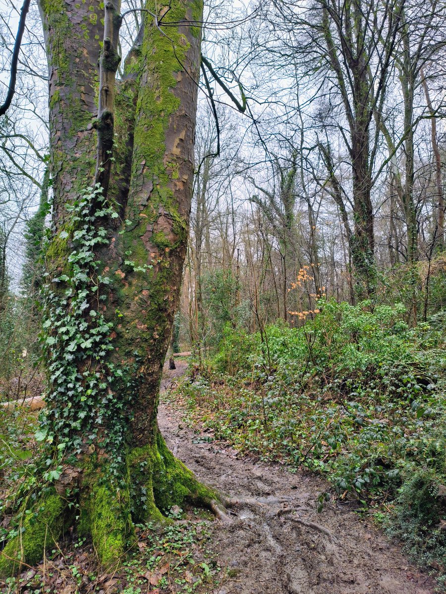 LadyGrace27's tweet image. Muddy paths, damp earth underfoot, and the cool scent of the woods—every step feels like a reset...🌿

#thursdayvibes #walkies #woods #trees #trails #nature #NatureLover