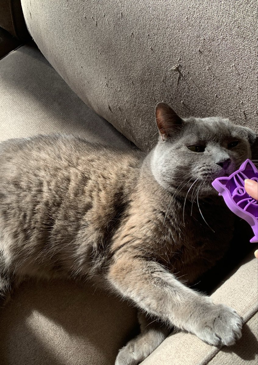 sharonsmith42's tweet photo. @PickliciousF Elwood says try brushing together with sunbathing (add “slowly destroy sofa” for the triple win!). https://t.co/04BwkqUM44