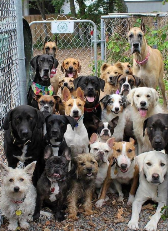 Tweets of Dogs tweet media