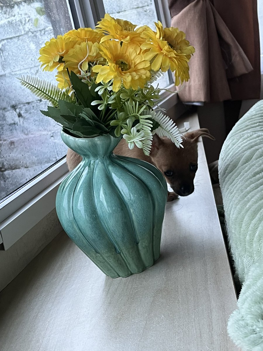 Buddy 4/2/2026🐕💙🏠