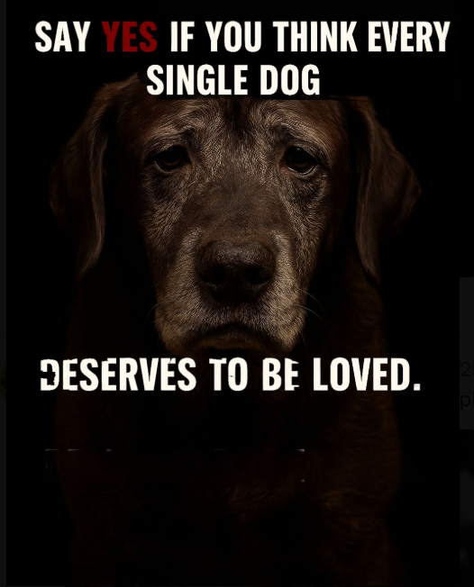 Best in Dogs tweet media