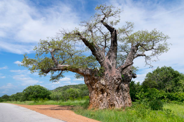 six_papi's tweet photo. Long before we arrived, this tree was already famous. A tree that watched generations pass through centuries https://t.co/E9jLyrlISX