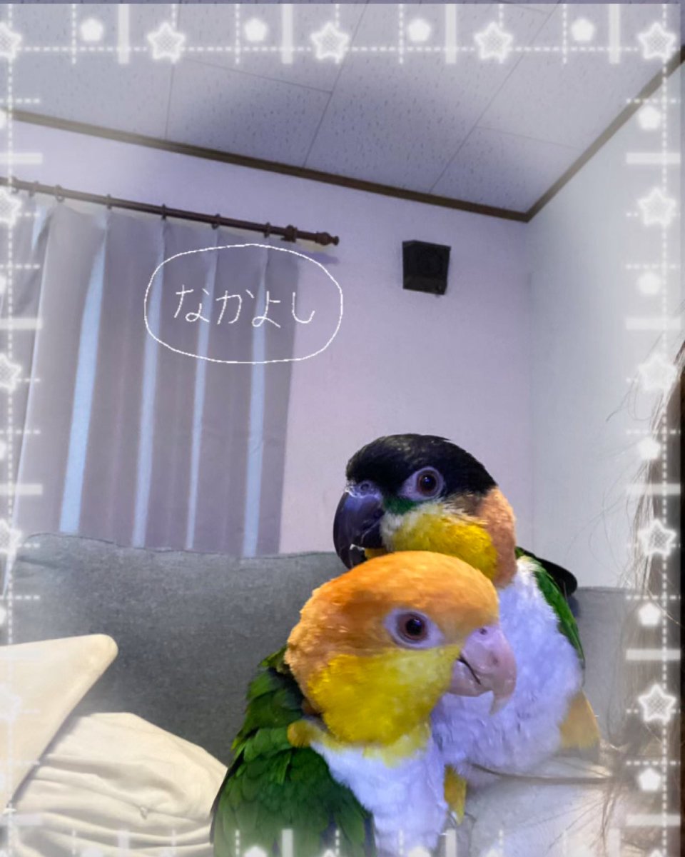 と🐥とり tweet media