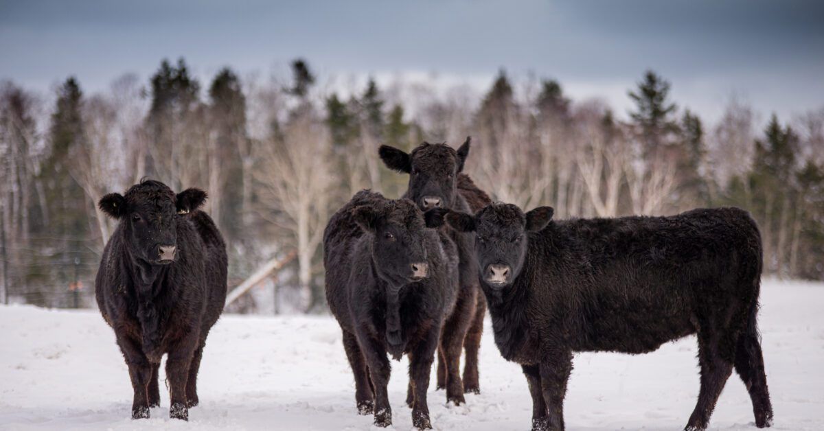 Western Ag Reporter tweet media