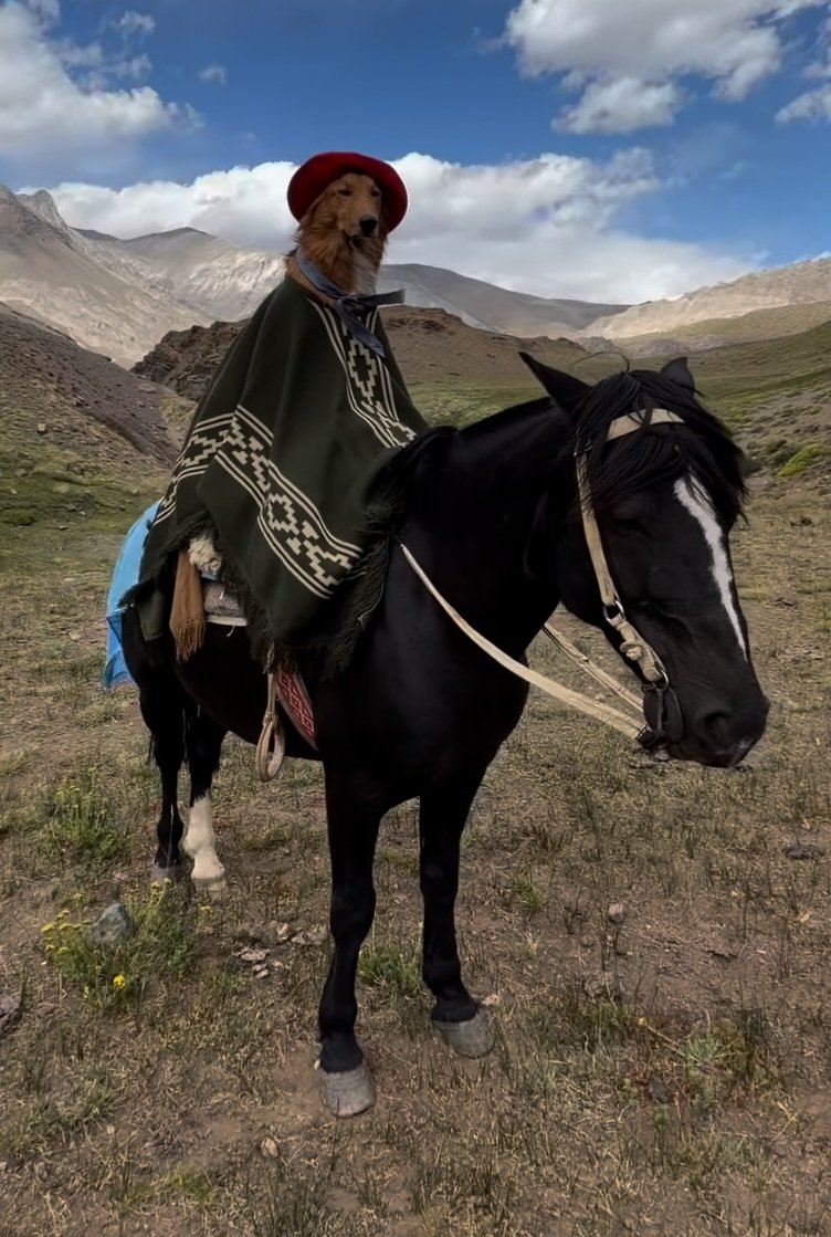 $Preguntale is a tiktok star and dog that rides horses. Just what CT needs at the moment. 

He and his owner are onboarded 👀

5E93HCDwNKnUvPrMCnfMCassC1BvyfiZYrUW1r7Cpump