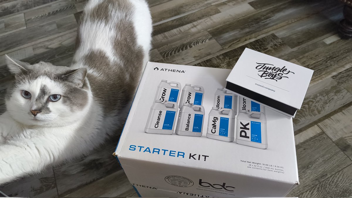 THCyndicate tweet media