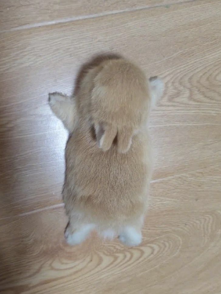 animalpopular9's tweet image. 