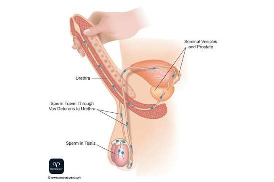 oku_yungx's tweet photo. WHY YOU FEEL WEAK AFTER EJACULATION ? REMEDY INCLUDED !!🔥👏

Ever finish and suddenly feel completely drained? You’re not imagining it. After ejaculation, your body releases prolactin, a hormone that helps you recover but also makes you feel tired and low on energy. At the same time, dopamine and testosterone dip, which leaves you feeling weaker than before. 

Even though it doesn’t feel like much, your body has actually worked heart rate rises, muscles tense and your nervous system switches into “rest and digest” mode. Add stress, lack of sleep or hunger and the fatigue hits even harder.

To bounce back faster, hydrate with water or natural juice, eat protein-rich foods like eggs or fish and include zinc, magnesium and B vitamins through nuts, seeds, and leafy greens. Short rest, light activity, and optional supplements like omega-3s or multivitamins also help restore energy. 

Your body is just telling you to rest, recharge and recover before getting back to the grind.

Take this ZINC serious because it is important in helping you maintain testosterone levels, supports sperm health, aids energy recovery and boosts the immune system. Together, this helps the body recover faster and reduces post-ejaculation fatigue.

If you are so active, do a lot of Bananas. 🍌 Bananas help with recovery because they provide quick energy, potassium for muscles, magnesium for relaxation and B6 for mood and hormone support. They’re a great, easy addition to bounce back after ejaculation.

Omega-3s help recovery by supporting hormone balance, improving blood flow, reducing inflammation and boosting mood and energy. Good sources include fatty fish, flaxseeds, chia seeds and walnuts.

MEN STAND TO LOSE A LOT DURING SEX COMPARED TO WOMEN because because ejaculation expels nutrients and fluids and their hormones (testosterone and dopamine) drop, making fatigue more noticeable, while women experience smaller hormonal changes and less fluid loss. 

Bye !! 👋