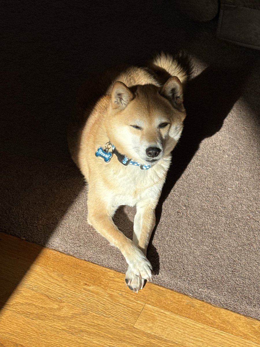 Joseph M Shane Jr. tweet media