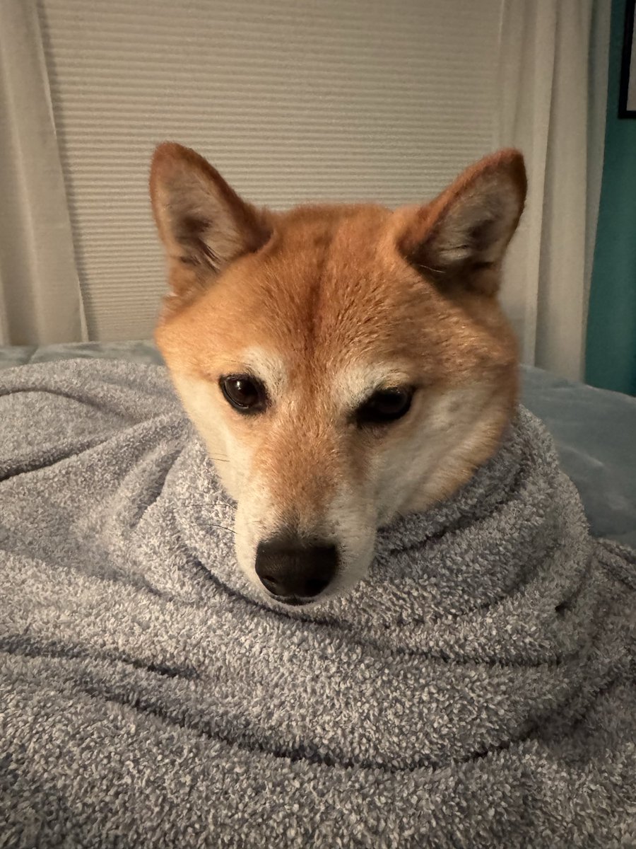 Joseph M Shane Jr. tweet media