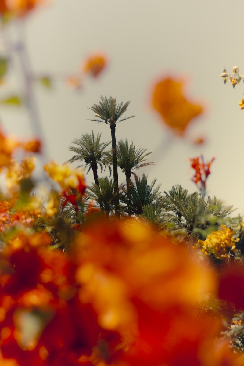 ni_leconte's tweet image. Beauty of Morocco