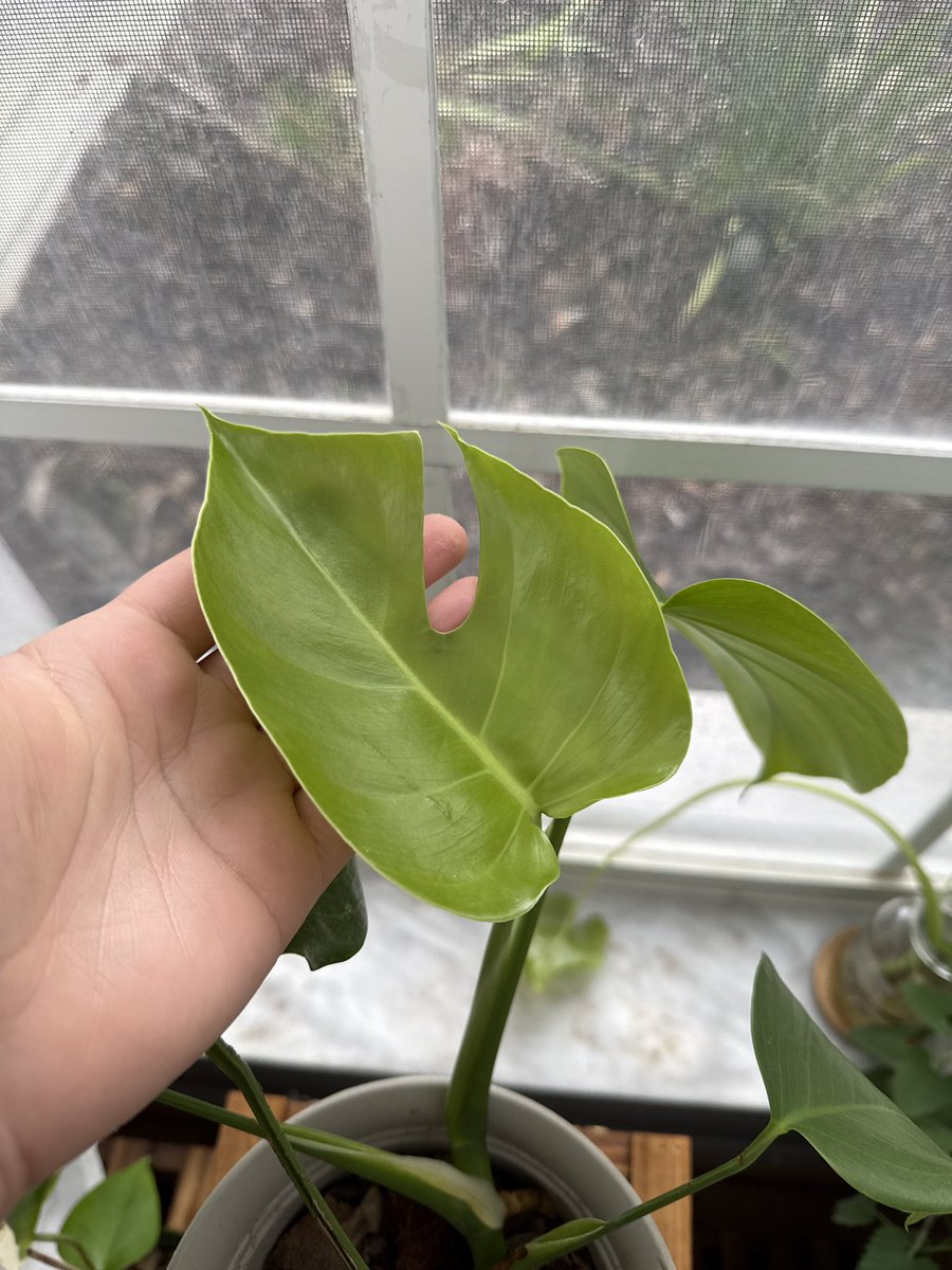 LFGGG

That sad plant in the back is not mine it’s my moms :’)