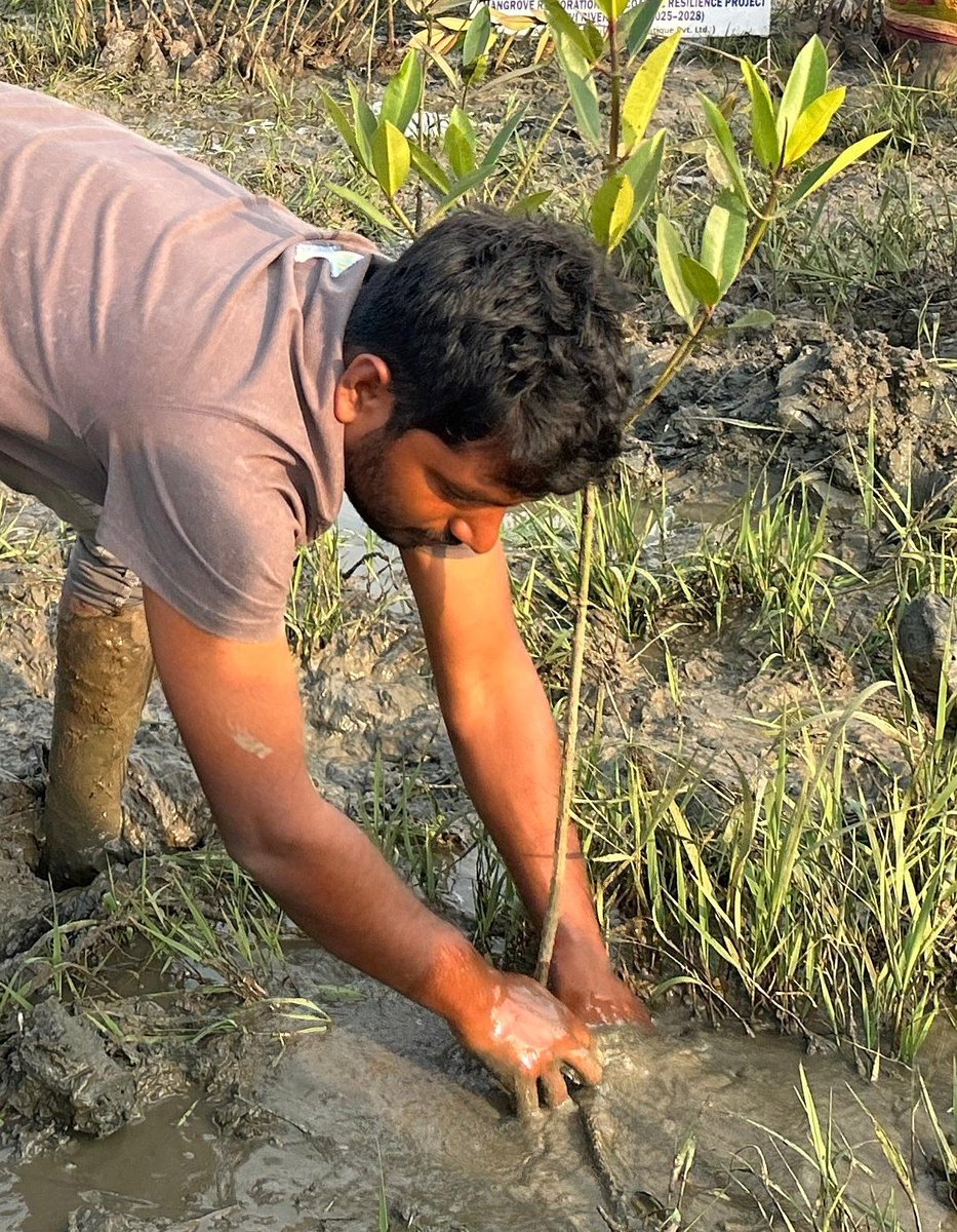 SoumyaMarineWL's tweet photo. ହେନ୍ତାଳ ବଣ ସଂରକ୍ଷଣ ଏକ କଷ୍ଟସାଧ୍ୟ ଅଭିଯାନ। ପ୍ରତି ପାଦରେ ସବୁଦିନ ଥାଏ, ଅନେକ ବିପଦ। କଷ୍ଟ ଓ ଯନ୍ତ୍ରଣା ଯେତେ ଆସିଲେ ବି, ଜାରି ରହିବ ଆମ ଉଦ୍ୟମ।
ଉପକୂଳ ଓଡ଼ିଶାରେ ଜଳବାୟୁ ପରିବର୍ତ୍ତନ ମୁକାବିଲା ପାଇଁ ଉପକୂଳ ଜୈବ ବିବିଧତା ସଂରକ୍ଷଣକୁ ଲୋକପ୍ରିୟତା ବୃଦ୍ଧି ଓ ସଚେତନତା ଯଥେଷ୍ଟ ଆବଶ୍ୟକ ରହିଛି।
#ThisWeek #FieldUpdate 🥺 https://t.co/HpWwjlhav8