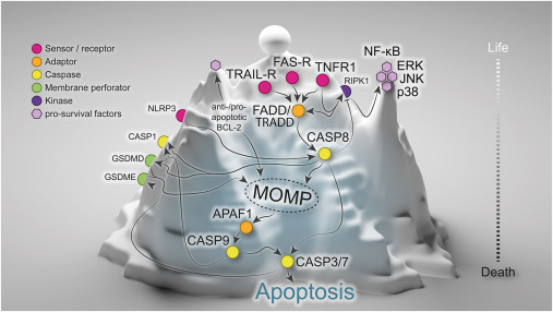 Molecular Cell tweet media