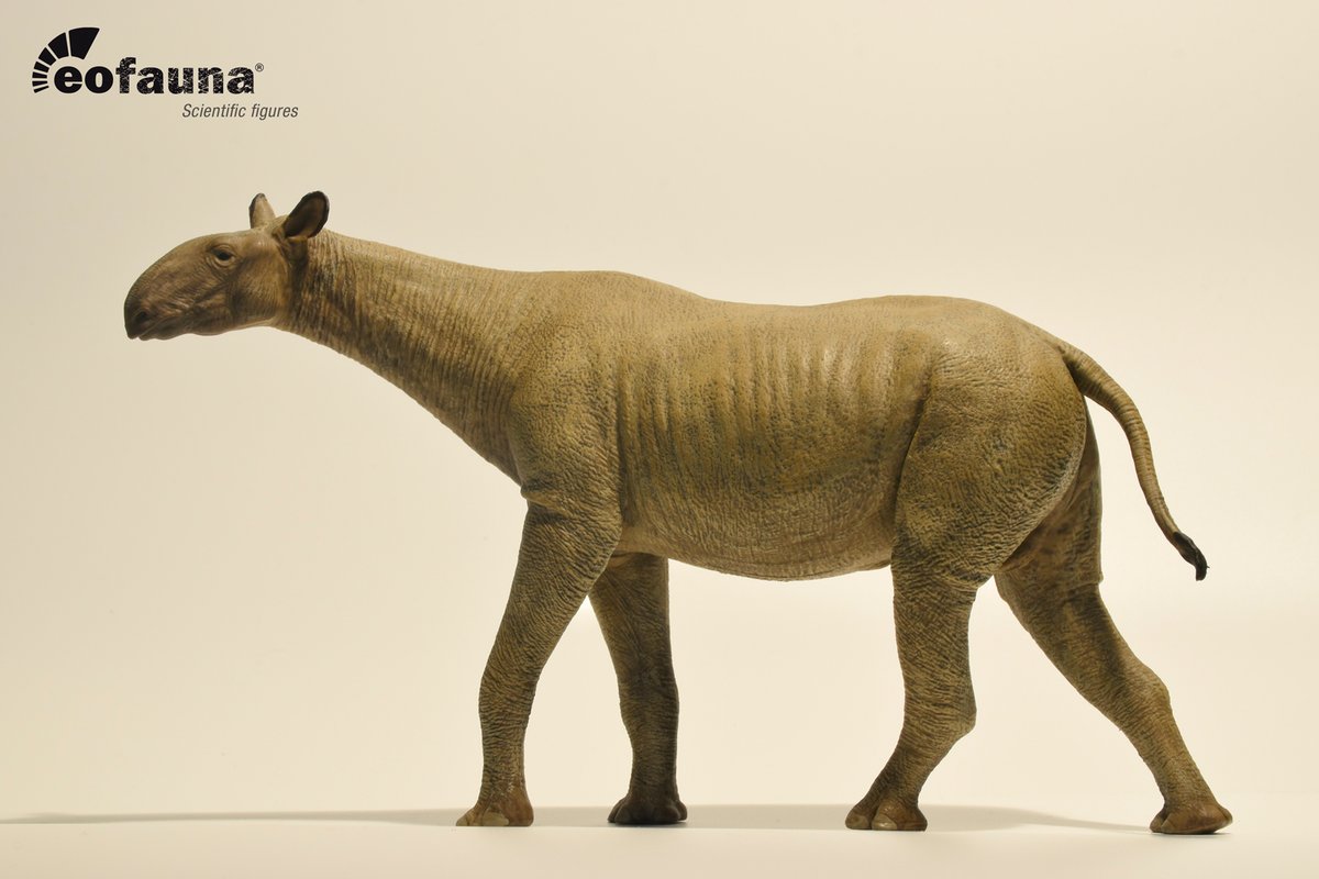 🦏COMING SOON!
Eofauna Paraceratherium grangeri
Photos taken of the final vinyl model
📏Scale 1:35
#Eofauna #Paraceratherium
#PrehistoricLife #Paleontology #PaleoArt
#PrehistoricAnimals #ExtinctAnimals
#DinosaurCollectors #ModelCollectors
#ScaleModels #MuseumQuality
#ComingSoon🔥
