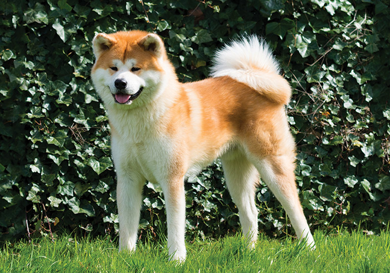 JapaninKenya's tweet photo. The Akita Inu is a large, powerful, and, loyal Japanese dog breed🐕‍🦺 originating from the mountainous Akita Prefecture, historically used for hunting and guarding. 👉🔗Akita Inu #Animals https://t.co/r5BdtQIAnh https://t.co/S9Cz28JmVe