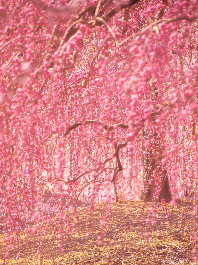 '
昔から心に留めている 素敵な言葉たち。

═════════•>☘<•═════════

​和顔愛語：笑顔と 優しい言葉を
安寧秩序：平和で 整った毎日を
向社会性：誰かのための 自発的な行動を
利他の精神：相手の幸せを 願う心を
リフレーミング：短所を長所に 変える視点を