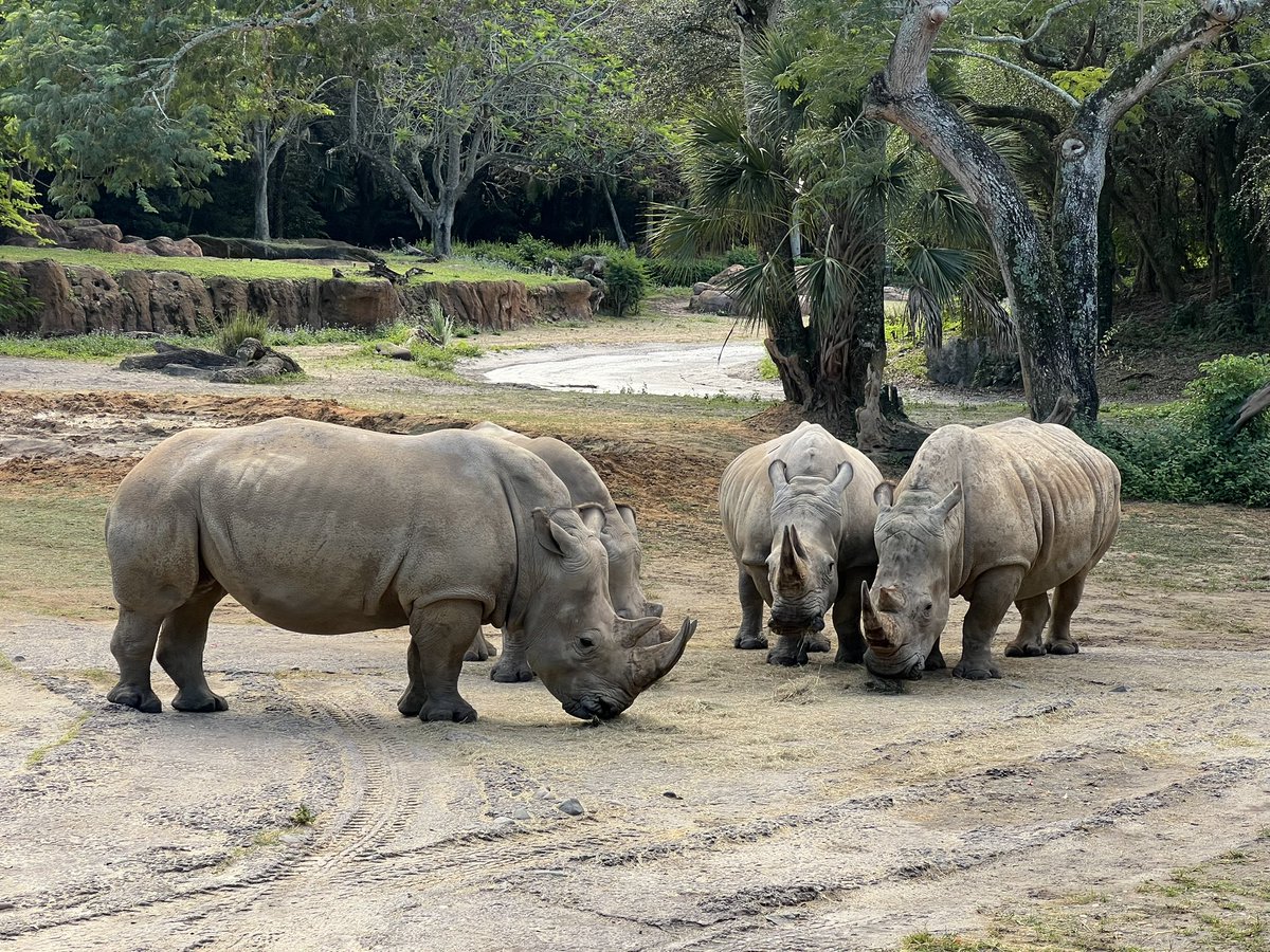 I did it! Woke up at 5AM and booked the Wild Africa Trek for me and my kiddos. They’ve been wanting to do it, are both old enough now, and Emma’s dream is to work with the animals at Animal Kingdom as a vet. I am so excited!!