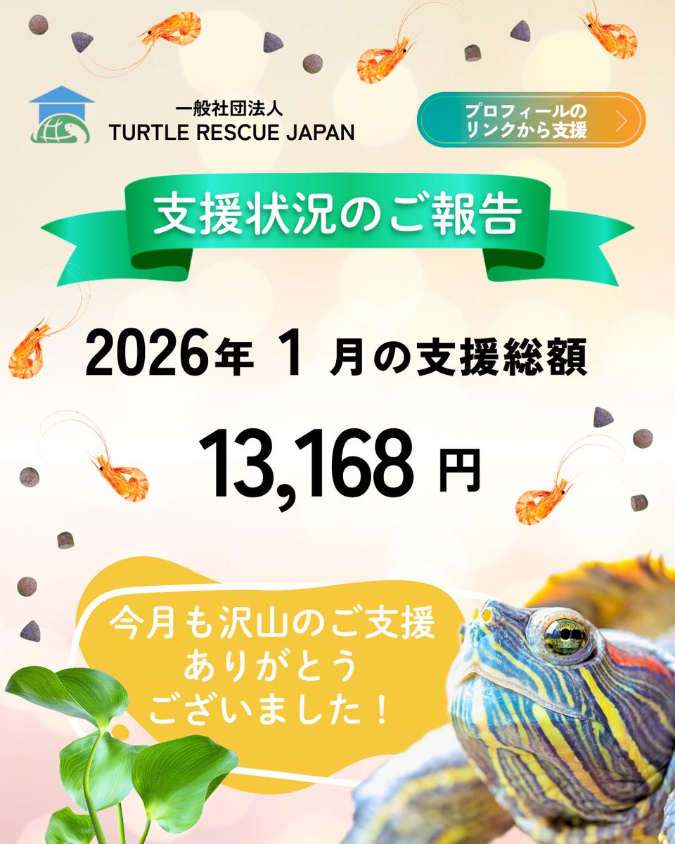 かめのおうち公式（一般社団法人 TURTLE RESCUE JAPAN） (@kameno_outi