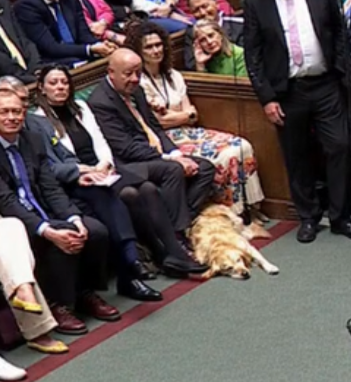 Upoznajte Jenny, zlatnu ritriverku. Ona je pas vodic britanskog poslanika Steva Darlinga.